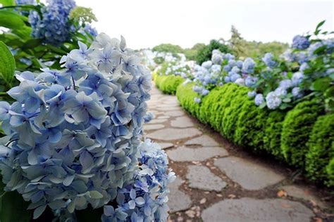 제주 카멜리아힐, 꽃보다 더 아름다운 이야기